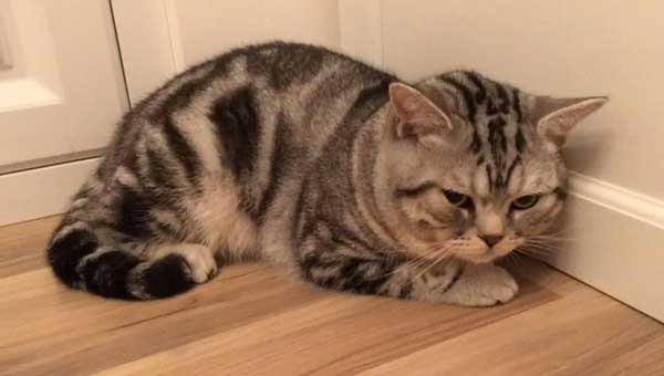 Will Cats Bear A Grudge Against You?