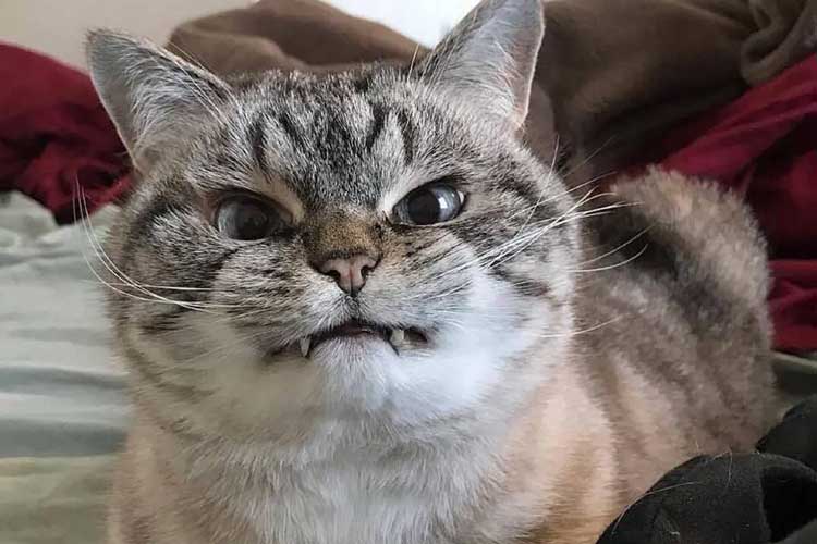 bentonite cat litter