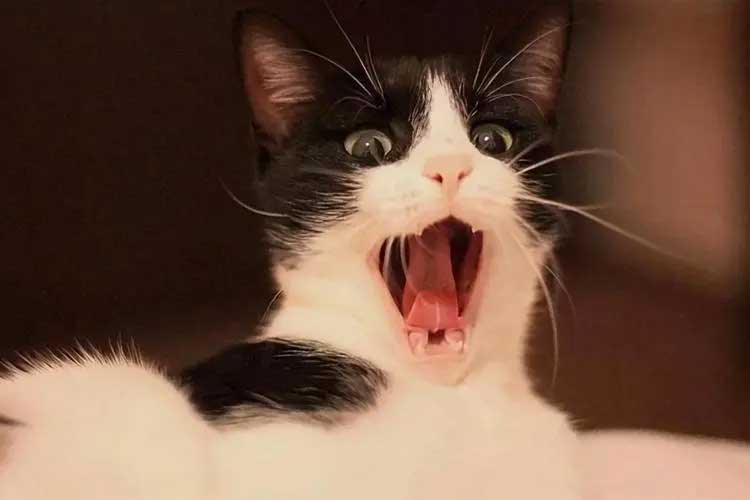 tofu cat litter