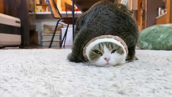 Are Cats Afraid Of Cold And How To Keep Warm In Winter?